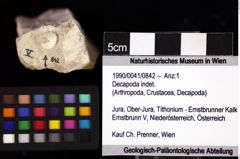 Foto (Objket + Etiketten) von Decapoda indet. 